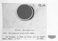 Ascophanus glaucellus image